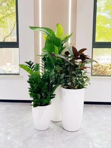 解锁慈溪绿植出租，开启绿色办公新体验